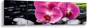 Obraz - Różowe orchidee z liściem palmy (170x50 cm)