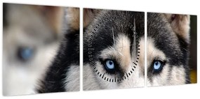 Obraz psa husky (z zegarem) (90x30 cm)