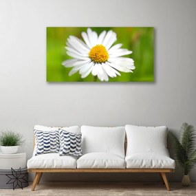 Obraz Canvas Stokrotka Roślina Natura