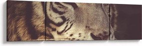 Obraz tygrysa (170x50 cm)