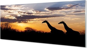 Szklany Panel Żyrafy w Otoczeniu Drzew