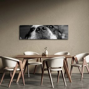 Obraz psa (170x50 cm)
