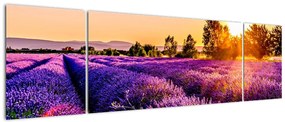Obraz lawendowego pola (170x50 cm)