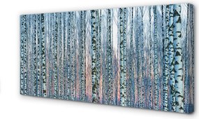 Zdjęcie na płótnie Las Brzozowy o Zachodzie Słońca