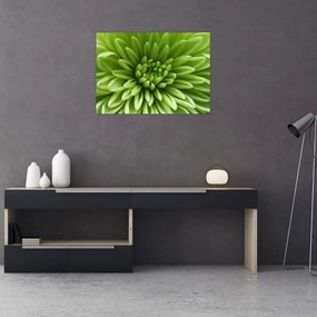 Obraz na szkle - Obraz rośliny w trybie makro (70x50 cm)