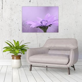 Obraz - Fioletowy kwiat (70x50 cm)