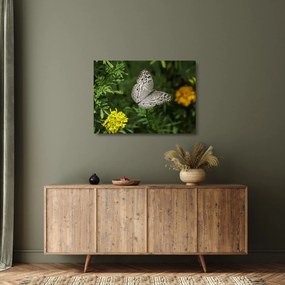 Obraz na szkle - biały motyl (70x50 cm)