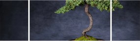 Obraz - Bonsai (170x50 cm)