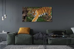 Fotoobraz na płótnie Tygrys w Gęstwinie Lasu
