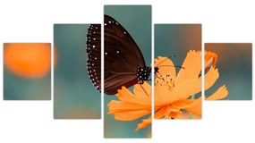 Obraz - motyl na pomarańczowym kwiatku (125x70 cm)