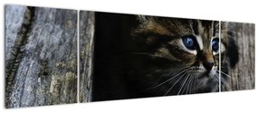 Obraz kotka (170x50 cm)