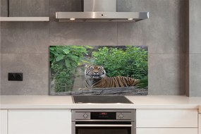 Szklany Panel Tygrys w Sercu Lasu