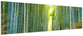 Obraz - Alejka z bambusami (170x50 cm)