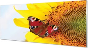 Panel Szklany Motyl na tle Słonecznika
