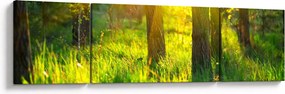 Obraz - Wiosenne przebudzenie lasu (170x50 cm)