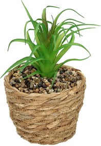 Dekoracja Tree Aloe 20cm