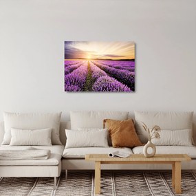 Obraz na szkle - Wschód słońca na polu lawendy (70x50 cm)