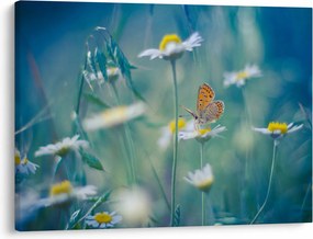Obraz - Motyl na stokrotce (70x50 cm)