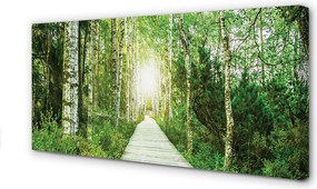 Zdjęcie na płótnie Leśna Droga wśród Brzóz