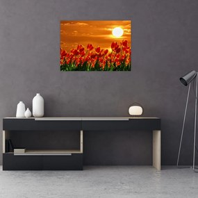 Obraz kwitnącego pola z tulipanami (70x50 cm)