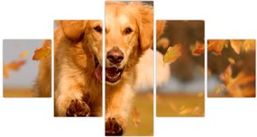 Obraz - Golden Retriever (125x70 cm)