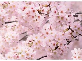 Fototapeta Sakura 180 x 127 cm, 1 część
