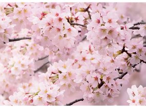 Fototapeta Sakura 180 x 127 cm, 1 część