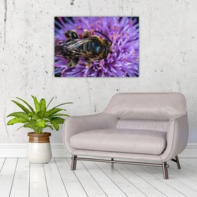 Obraz na szkle - pszczoła na kwiatku (70x50 cm)