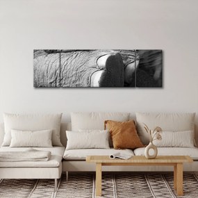 Obraz - Noga słonia (170x50 cm)