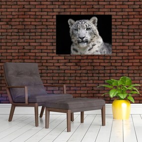 Obraz na szkle - Snow Leopard (70x50 cm)