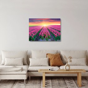 Obraz na szkle - pole tulipanów ze słońcem (70x50 cm)
