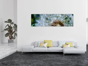 Obraz przekwitniętego dmuchawca (170x50 cm)