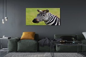 Obraz na płótnie Zebra w Zbliżeniu