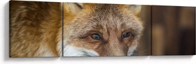 Obraz lisa (170x50 cm)