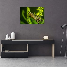 Obraz na szkle - owad (70x50 cm)