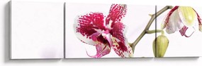 Obraz kwiatu orchidei (170x50 cm)