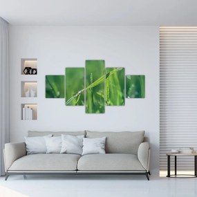 Obraz kropli rosy (125x70 cm)