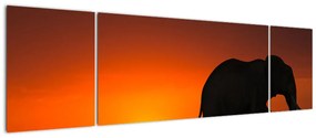 Obraz słonia o zachodzie słońca (170x50 cm)