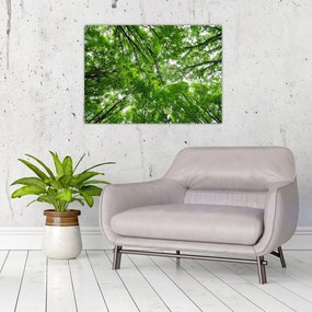 Obraz na szkle - Widok do korony drzewa (70x50 cm)