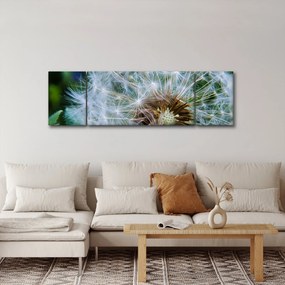 Obraz przekwitniętego dmuchawca (170x50 cm)