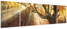 Obraz - Jesienny świt (170x50 cm)