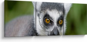 Obraz lemura (z zegarem) (90x30 cm)