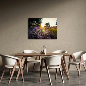 Obraz pola lawendy (70x50 cm)