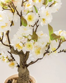 Drzewko Wiśnia Sakura w doniczce 50 cm
