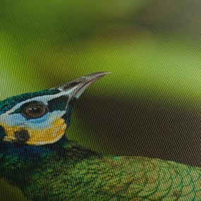 Obraz pawia (z zegarem) (90x30 cm)