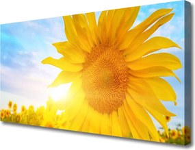 Obraz canvas Słonecznik w Pełnym Rozkwicie