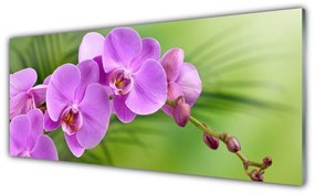 Obraz Akrylowy Storczyk Orchidea Kwiaty