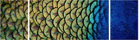 Obraz - Pawie pióra (170x50 cm)