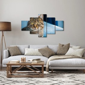 Obraz - Kot domowy (125x70 cm)