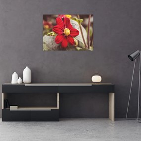 Obraz kwiatu (70x50 cm)
